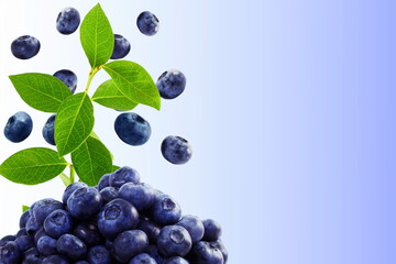 blueberries with plant isolated in blur background