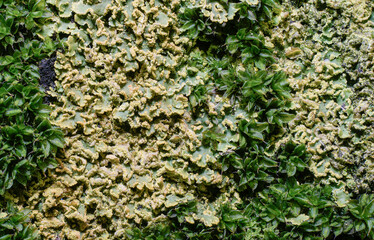 macro shot of yellow and green moss, on a tree