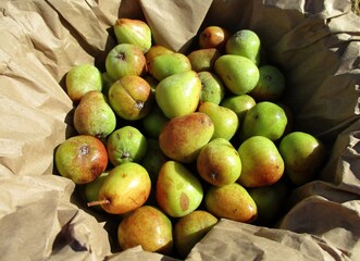 Récolte de fruits de cormier (Sorbus domestica) 