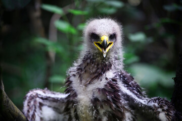 Portrait of a young eagle, with downy plumage, open beak. Close-up, against the backdrop of a picturesque bokeh. 