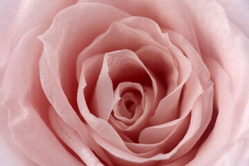 Pink roses background. Close up roses bunch.