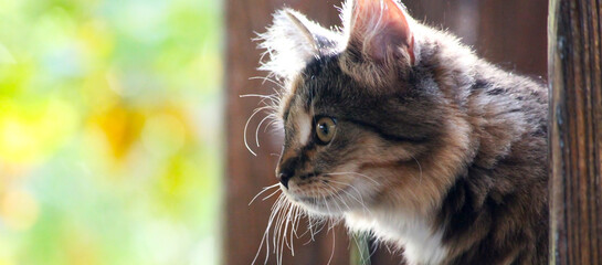 Portrait of a young cat in profile, stares intently in front, blurred background. 