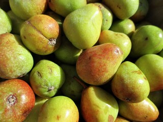 Fruits de Sorbus domestica