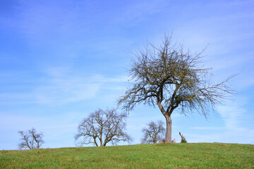 Bare, gnarled apple trees stand in a meadow against a blue sky with clouds in Bavaria