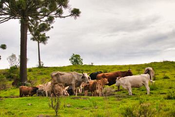 Vacas no campo
