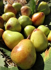 Fruits de cormier (Sorbus domestica)  
