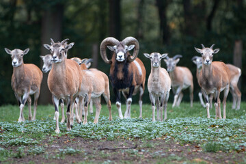 European mouflon (in german Europäischer Mufflon) Ovis gmelini musimon, Ovis orientalis musimon, Ovis aries musimon