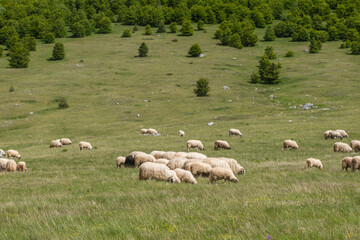 sheep in the field