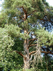 The spreading crown of a pine tree surrounded by other trees in the forest of central Russia.