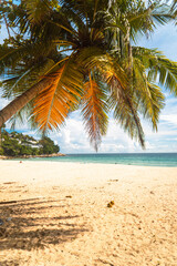 Tropikalny krajobraz ujęcie plaży z palmami i oceanem. - obrazy, fototapety, plakaty
