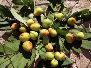Fruits et feuilles de cormier (Sorbus domestica)  sur des pierres