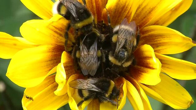 Vier Hummeln auf einer Sonnenblume noch in der Morgenstarre (Makro)