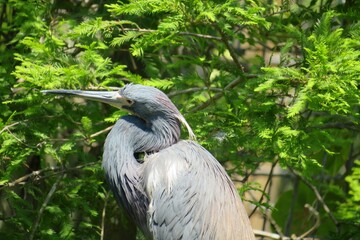 Tricolored heron in Florida nature, closeup 