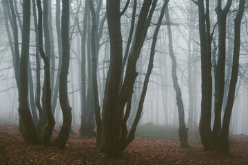 Obraz premium The forest in the fog