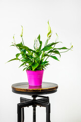 Espatifilo in pink pot on industrial stool