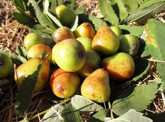 Speierling fruits and leaves (Sorbus domestica) 
