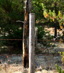 Fototapeta premium Nature