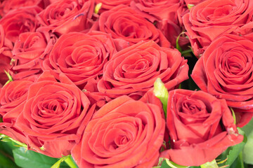 A lot of red roses texture background, bussines from roses concept