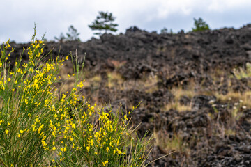 Mount Etna volcanic landscape and its typical summer vegetation