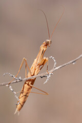 Mantis posada en una ramita
