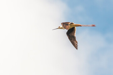 Cigüeñuela volando con cielo azul y nubes 