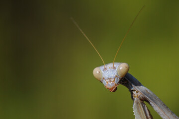 Mantis mira a cámara de forma graciosa