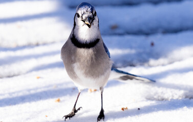 Bluejay in the snow with a peanut