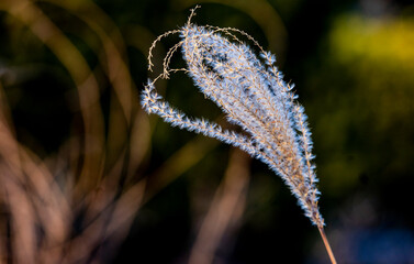 ornamental grass in a winter setting