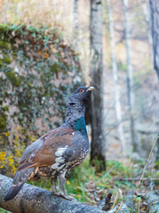 portrait of a capercaillie with a red eyebrow in the forest