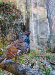 portrait of a capercaillie with a red eyebrow in the forest