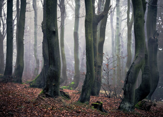 The forest in the fog