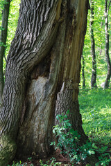 Interesting tree trunk. Big tree in the forest.