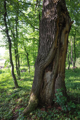 Interesting tree trunk. Big tree in the forest.