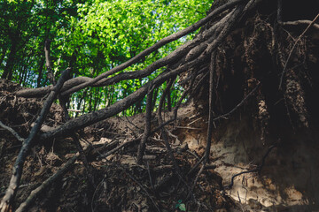Large tree roots. Bottom view. Spring green forest.