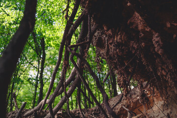 Fototapeta premium Large tree roots. Bottom view. Spring green forest.