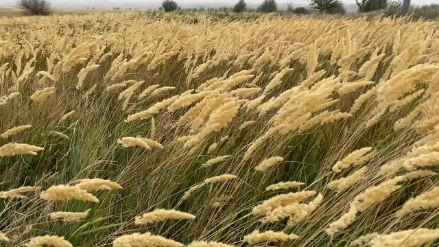 The reeds flutter in strong wind. Steppe grasses in an autumn overcast field bend under a hurricane. bad weather. Storm wind in Rostov region of Volgodonsk, Russia. Slow-motion video. Copy space