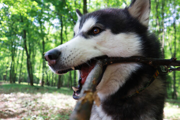 Black and white dog playing with a stick in the woods. Husky walks.