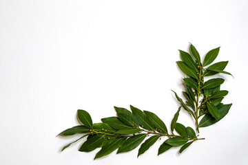 Branches of fresh bay leaves on a white background, top view, place for text.