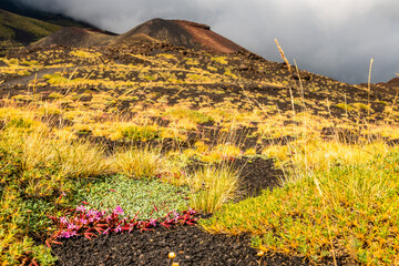 Mount Etna volcanic landscape and its typical summer vegetation