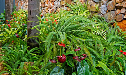 Garden with flamingo flowers and fern
