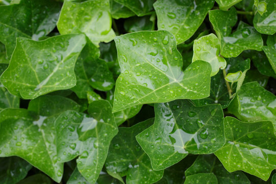 Close-up of wet leaves