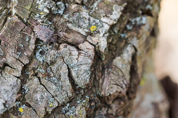 Macro image of an insect in Germany