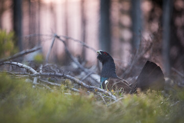 Western Capercaillie - Auerhuhn - Tetrao urogallus ssp. crassirostris, Germany (Baden-Württemberg), adult male