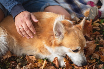 Close up portait view of adult young happy Welsh Corgi dog puppy in park
