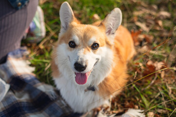 Close up portait view of adult young happy Welsh Corgi dog puppy in park