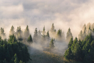 Ukraine, Zakarpattia region, Rakhiv district, Carpathians, Chornohora, Fog over forest on mountain Petros