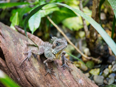 Boyd's forest dragon (Lophosaurus boydii) standing on branch