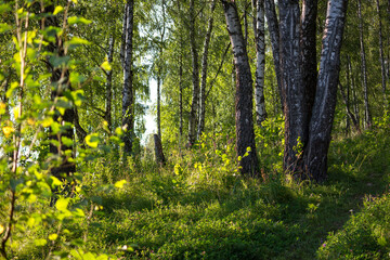 Beautiful birch grove on the slope, summer landscape 
