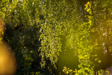 View of a birch grove through the foliage, blurred soft background
