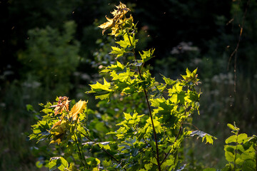 Maple saplings during windy weather
